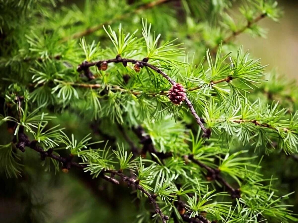 Пиши хвойный. Лиственница Сибирская Larix sibirica. Лиственница Сибирская (Larix sibirica Ledeb.). Лиственница Гмелина Даурская. Лиственница Сукачева (Larix sukaczewii).