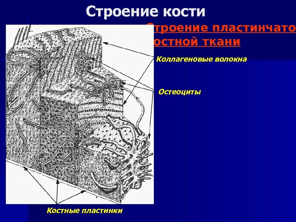 Пластинчатая костная ткань коллагеновые волокна. Пластинчатая костная ткань генеральные пластинки. Строение костной пластинки. Строение пластинчатой костной ткани. Пластинчатая кость