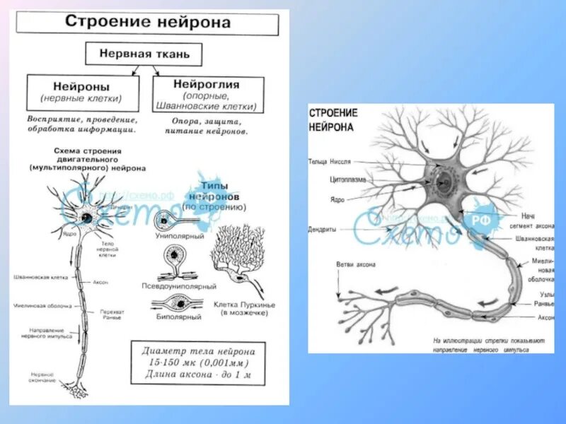 Обобщение по теме нервная система
