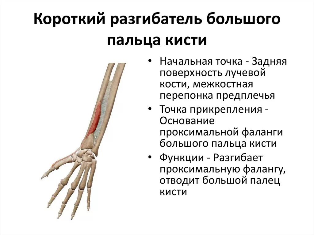 Мышцы разгибатели запястья. Мышцы разгибатели запястья