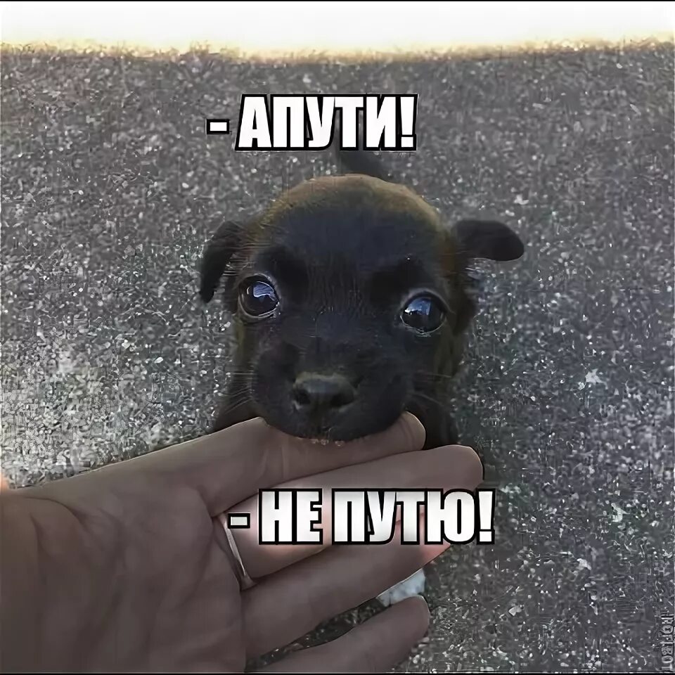 Люблю свою лучшую подругу не путю. Апути. апути непутю. пути не путю. апути мем.