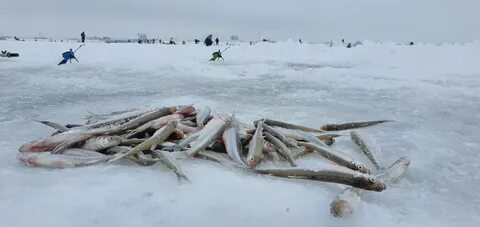 Корюшка на финском заливе сегодня
