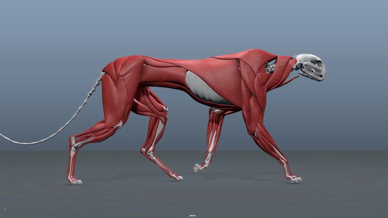 Мышечная система кошек. Анатомия кошки мышечный скелет. Мышечное строение кошки. Мускулатура кошки анатомия. Мышцы животных.