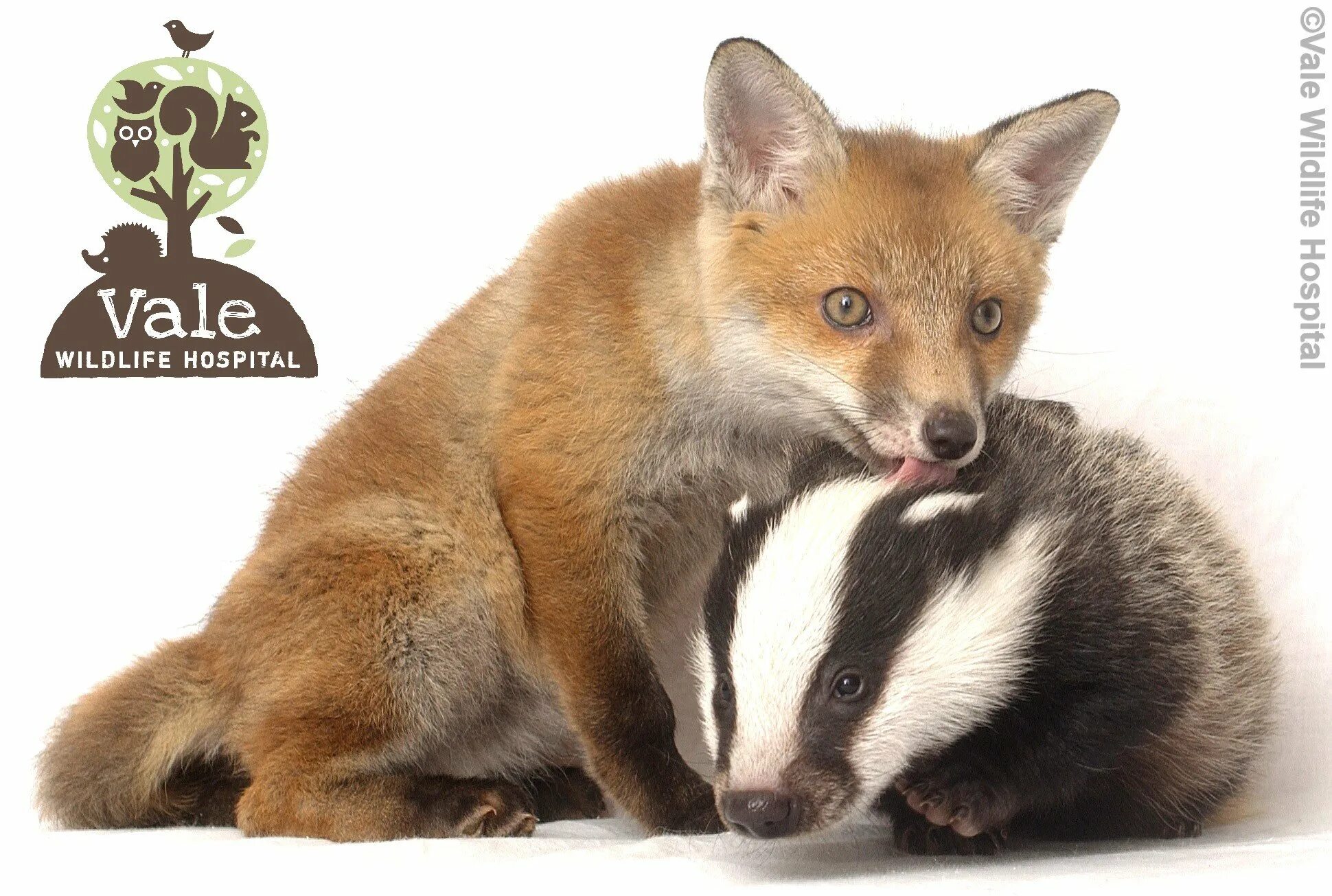 Лис и барсук. Лиса в норе барсука. Барсук и лиса. Барсук и лисенок. Барсук и лиса.