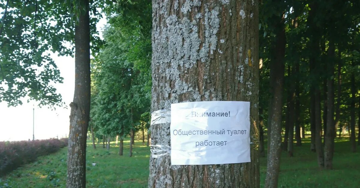 Пришел пописать. Объявление на дереве. Рекламные объявления на деревьях. Дерево на улице с объявлением. Доска объявлений дерево.