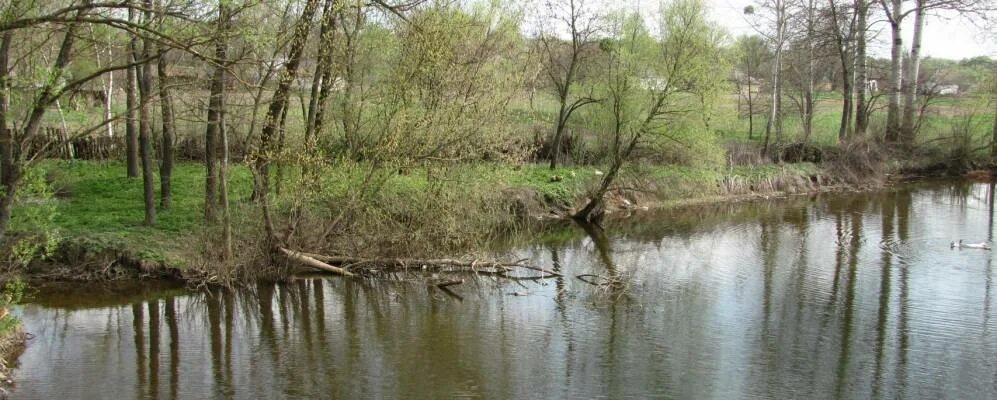 Село Пески Лохвицкий район. Полтавская область Лохвицкий район село Пески. Гамалиевка Лохвицкий район. Старіе дубі Лохвицкого района Полтавской области.