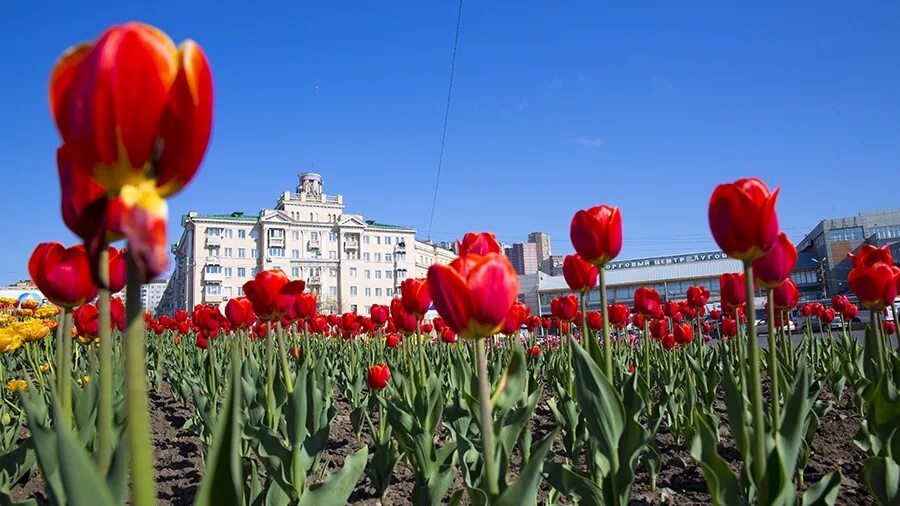 Цветение тюльпанов. Тюльпаны на клумбах города. Тюльпаны Владивосток. Клумбы Владивосток.