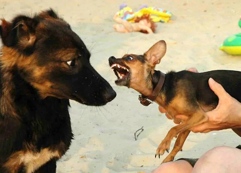 Большие собаки нападают на маленьких собак. Собака нападает на маленьких собак. Собака нападает на маленьких собак. Жестокое нападение собаки на человека. Собака нападает на маленьких собак.