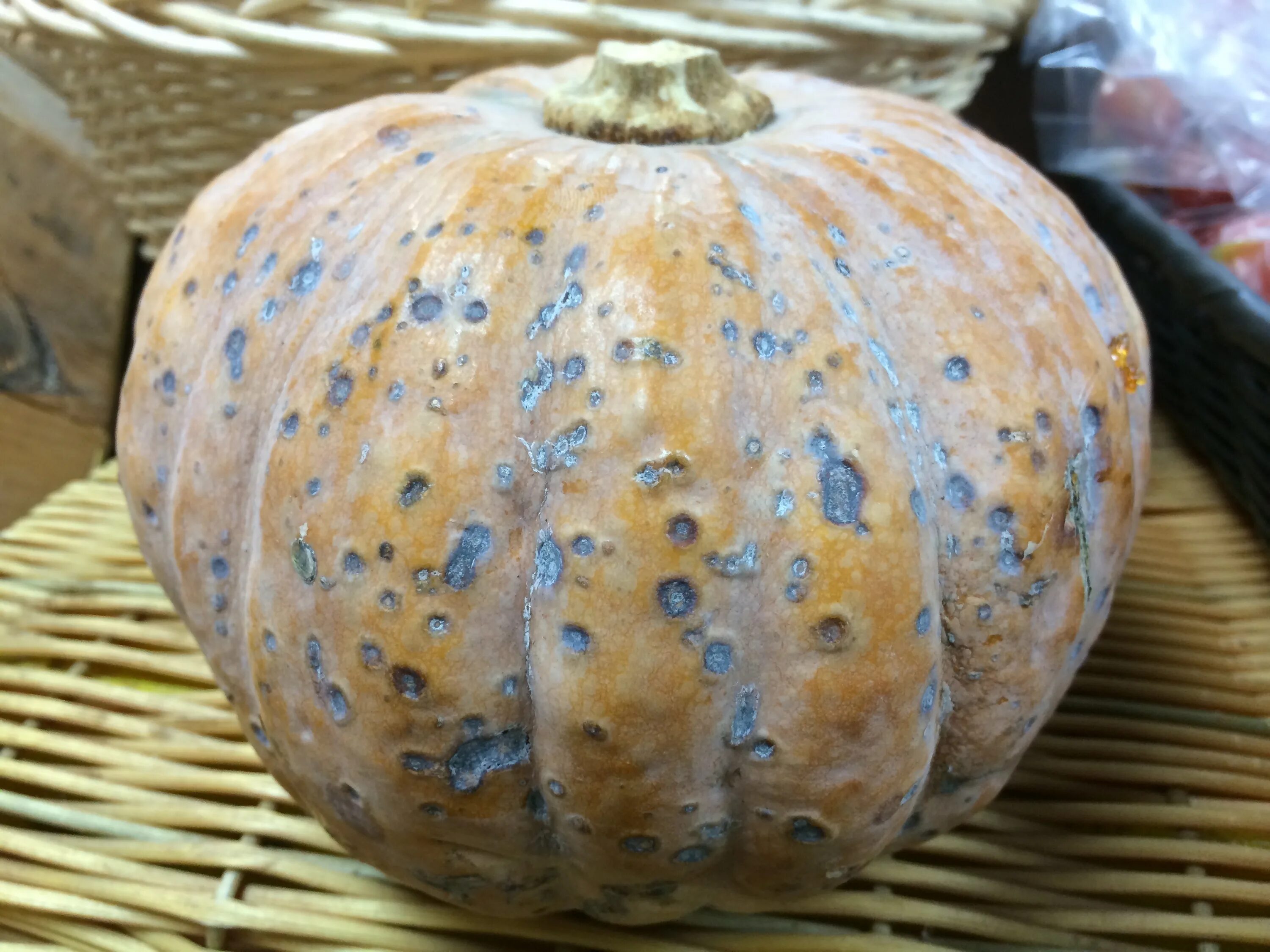 Вредители тыквы. Тыква болезни плода. Мучнистая роса на тыкве. Кабачок антракноз. Заболевание тыквы.