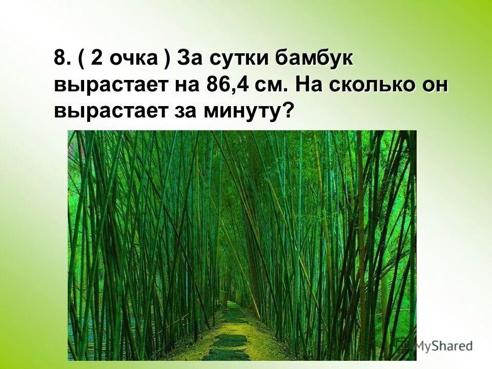 За сколько часов вырастает бамбук. Рост бамбука в сутки. Сколько растет бамбук. Сколько сантиметров растут бамбук в сутки. На сколько сантиметров в день растет бамбук.