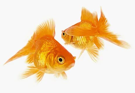 Golden fish 2
