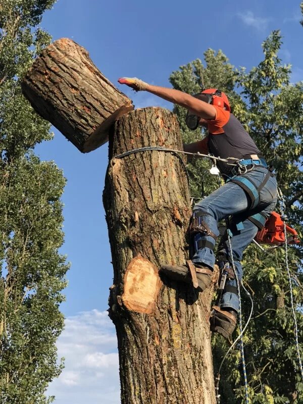 Спилить огромное дерево