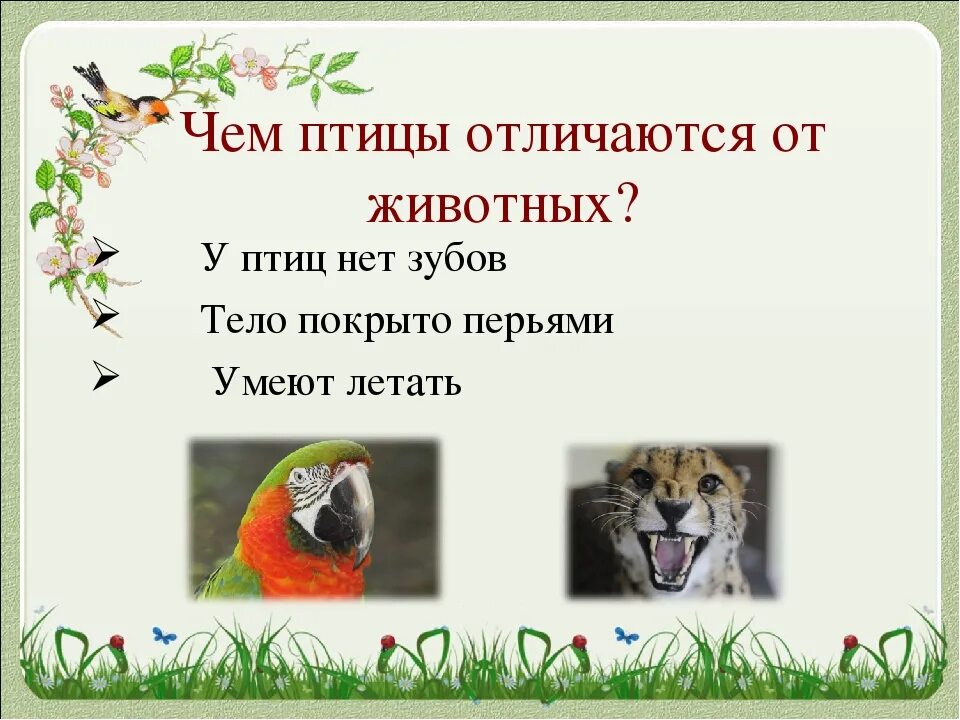 Сходство и различие птиц. Чем отличаются птицы от животных. Чем птицы отличаются от других животных. Чем отличаются птицы. Отличие птиц от других животных.