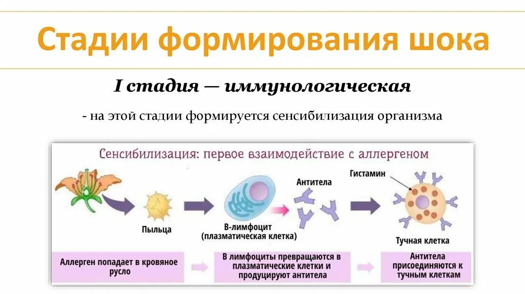 Стадии шока тест. Иммунологическая стадия анафилактического шока. Схема развития анафилактического шока. Анафилактический Тип аллергических реакций. Стадии анафилактического типа аллергической реакции.