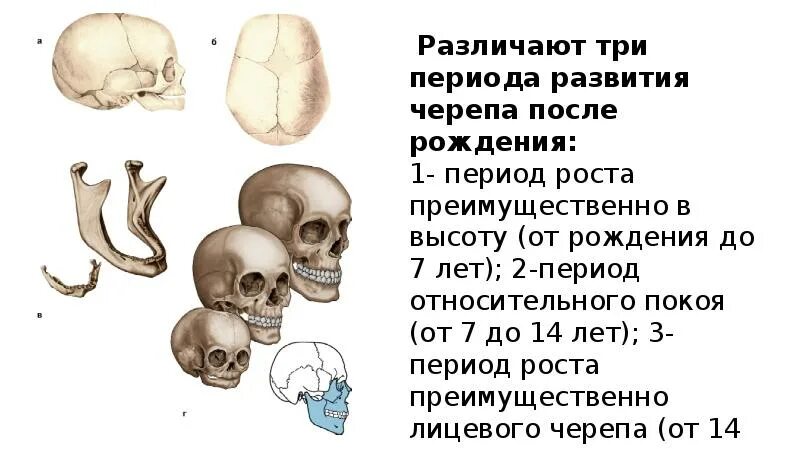 Периоды развития черепа. Этапы развития костей черепа. Стадии развития черепа человека. Стадии формирования костей черепа. Признак возрастных изменений костей