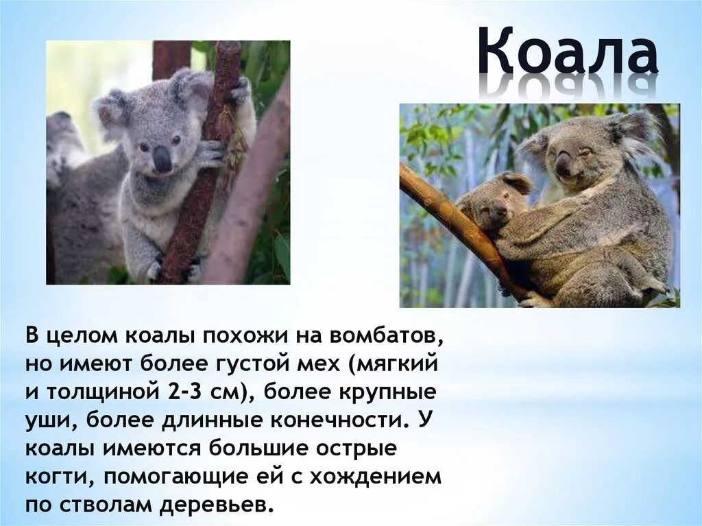 Где обитают коалы на каком материке