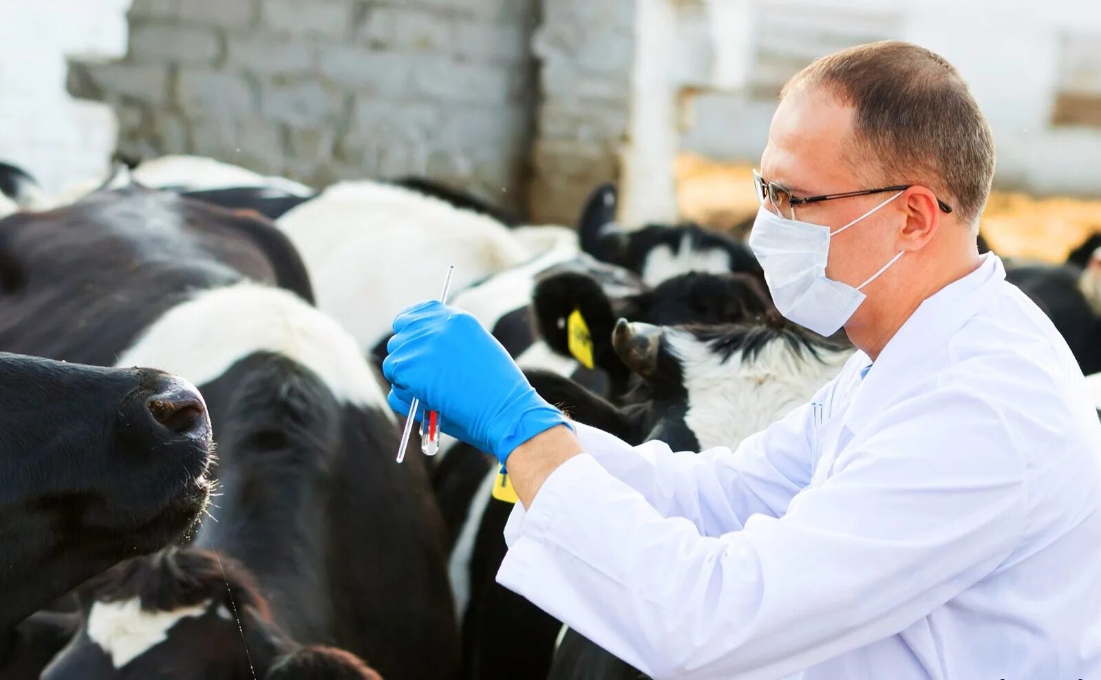 Ветеринария коровы. Ветеринария в сельском хозяйстве. Ветеринария коровы. Контагиозная плевропневмония крс. Ветеринар с коровой.