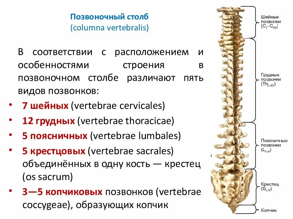 Шейный отдел кости скелета. Позвоночный столб и строение позвонка.