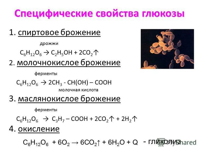 Брожение сахара. Спиртовое броденре гл. Брожение сахара. Конечный продукт реакции брожения. Брожение сахара.