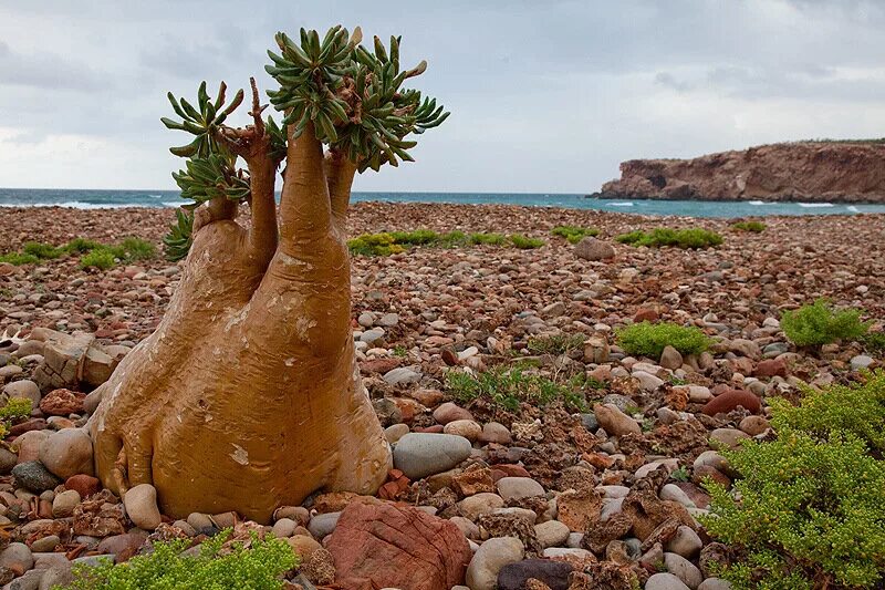 Остров сокотра. Дорстения гигантская Сокотра. Остров Сокотра Йемен. Socotra Island индийский океан. Растения острова Сокотра.