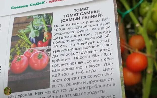 А вот эти томаты совсем не нужно пасынковать. А вкусные они какие) 2021 Елена Бу