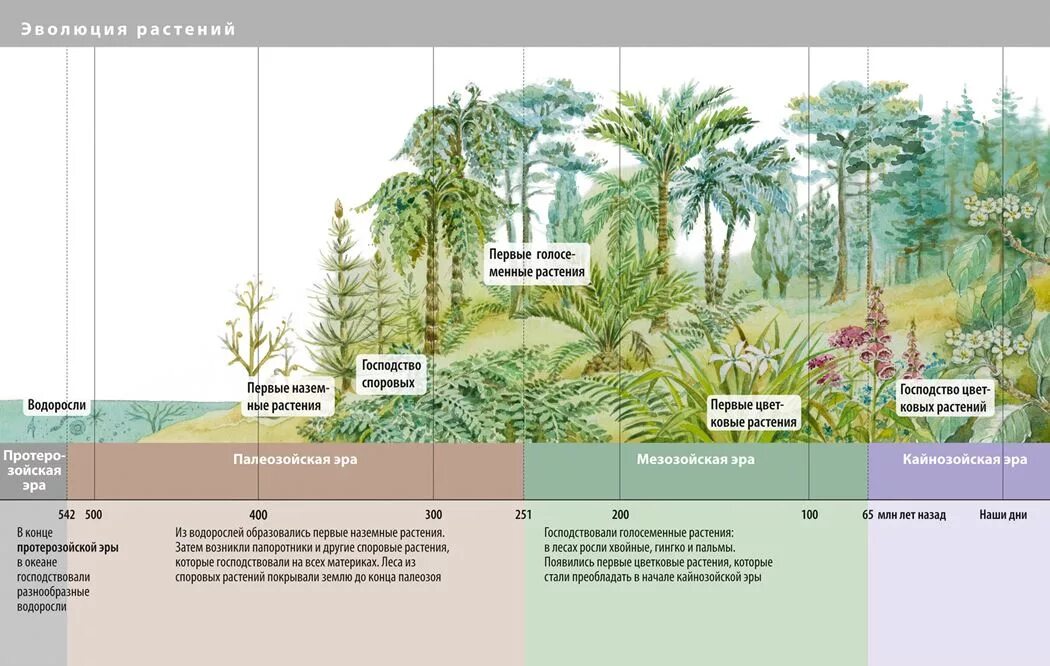 Появления основных групп растений на земле. Схема эволюционного развития растений. Эволюция. Растения. Этапы эволюции растений.
