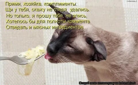 Комплименты кошке