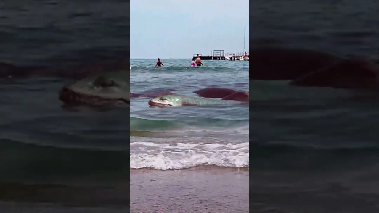 Карадагский змей в анапе. Карадагский змей. Карадагский змей в черном море. Карадагский змей в черном море в Анапе. Карадагский змей 2023.