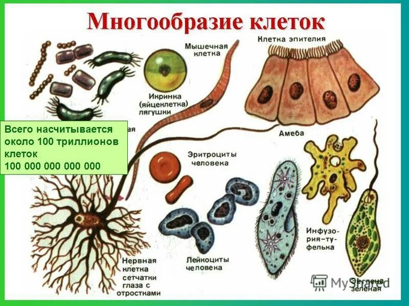 Урок 15 биология