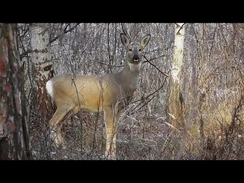 Косуля время гона. Сибирская косуля capreolus pygargus. Косуля Сибирская (capreolus pygargus Pall.). Самец сибирской косули.