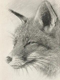 I Draw Animals With A Mechanical Pencil