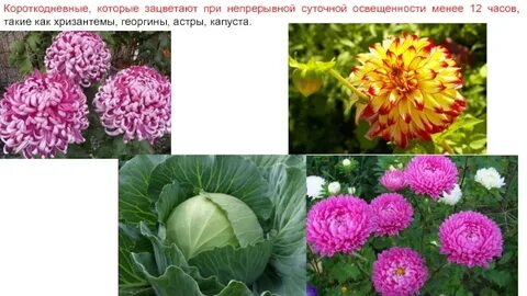 Длиннодневные растения зацветают в конце лета