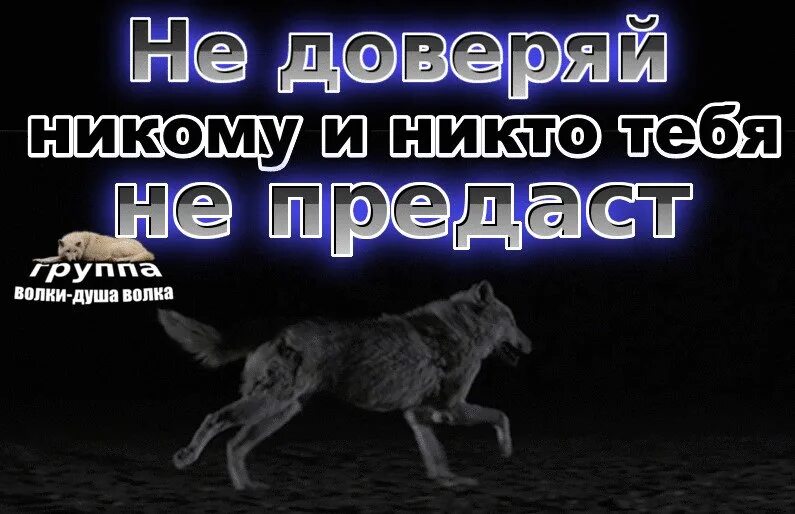 Душа волка. Волки душа в душу. Волки душа волка. Гр.волка душа волка. Душа волка песня