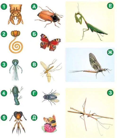 Насекомые задания. Зоология насекомые. Карточки по зоологии. Задания для детей по зоологии. Насекомое работающее на компетентные органы