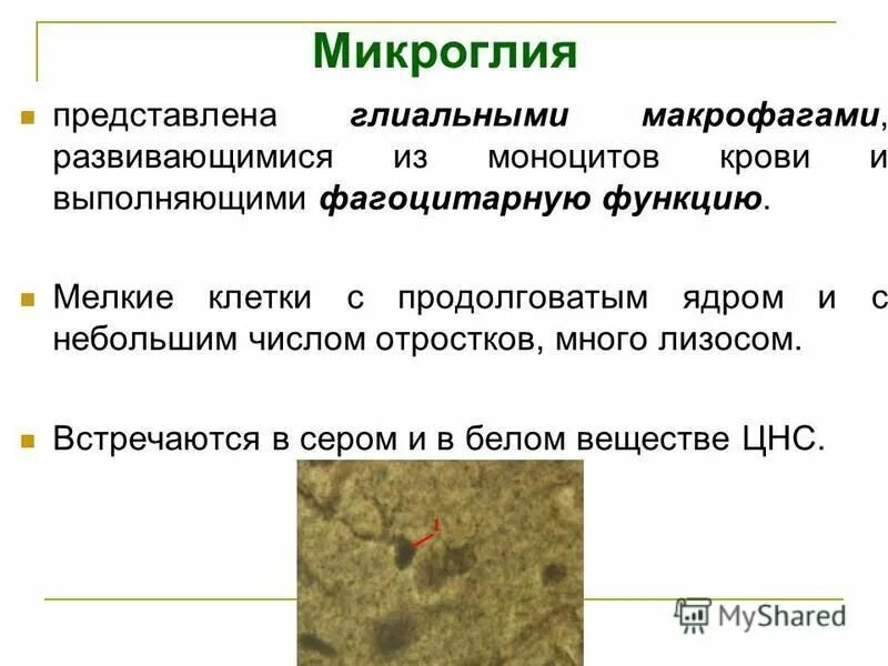 Какие клетки выполняют фагоцитарную функцию. Микроглия представлена. Какие клетки выполняют фагоцитарную функцию. Клетки микроглии. Фагоциты строение и функции.