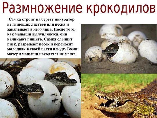 Как размножаются крокодилы