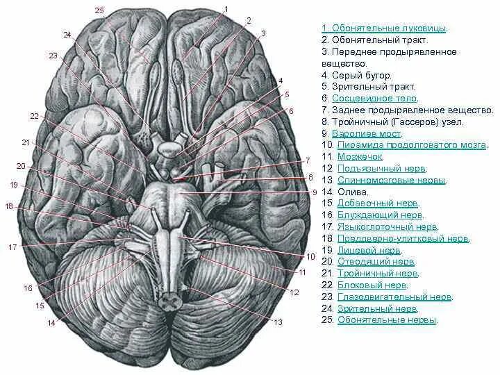 Нижняя поверхность мозга. Заднее продырявленное вещество мозга анатомия. Обонятельный тракт головного мозга. Базальная поверхность головного мозга анатомия. Обонятельный тракт мозга латынь.