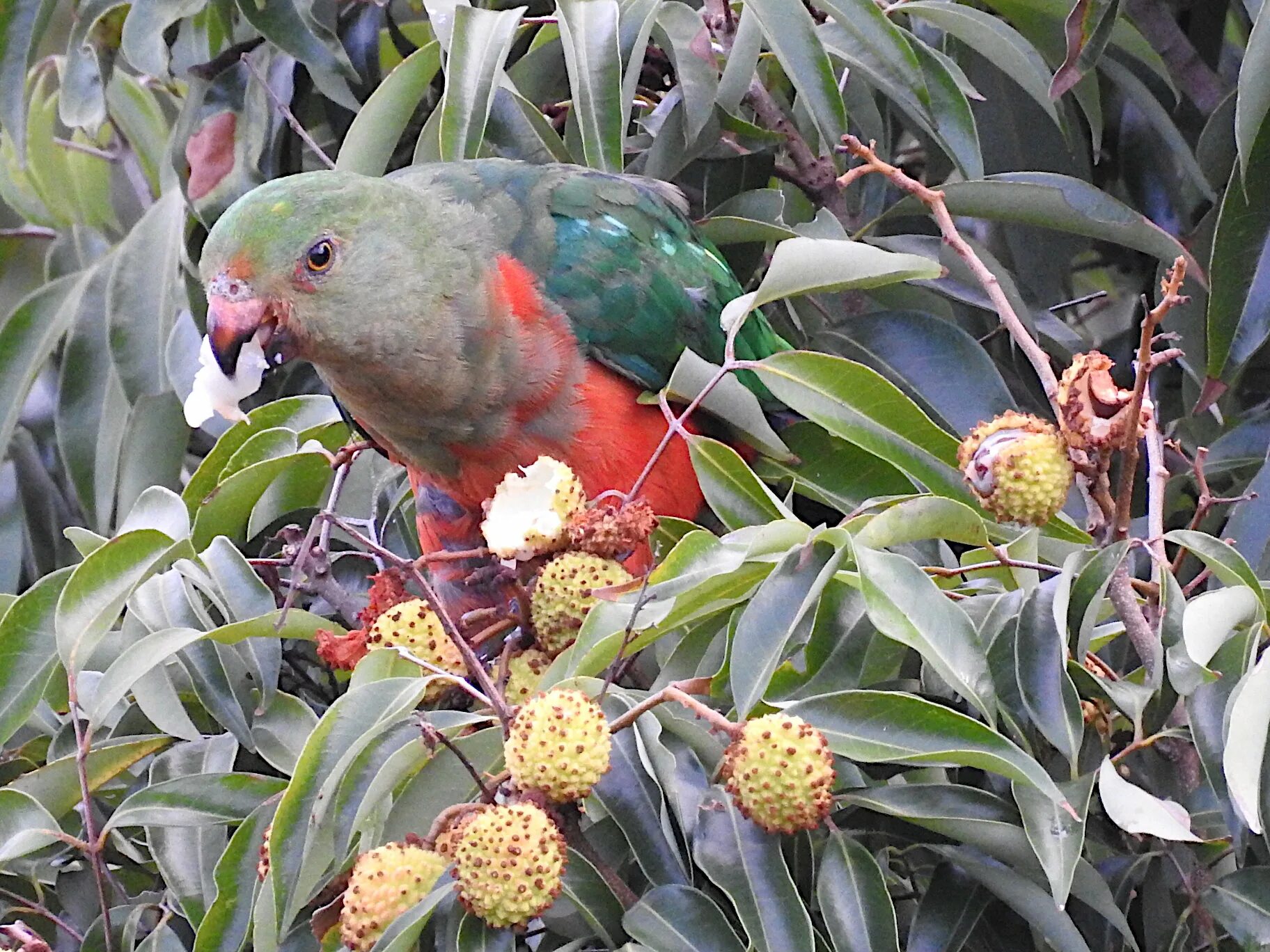 Австралийский Королевский попугай. Alisterus amboinensis. King Parrot Band. Moluccan King-Parrot. Curl parrot