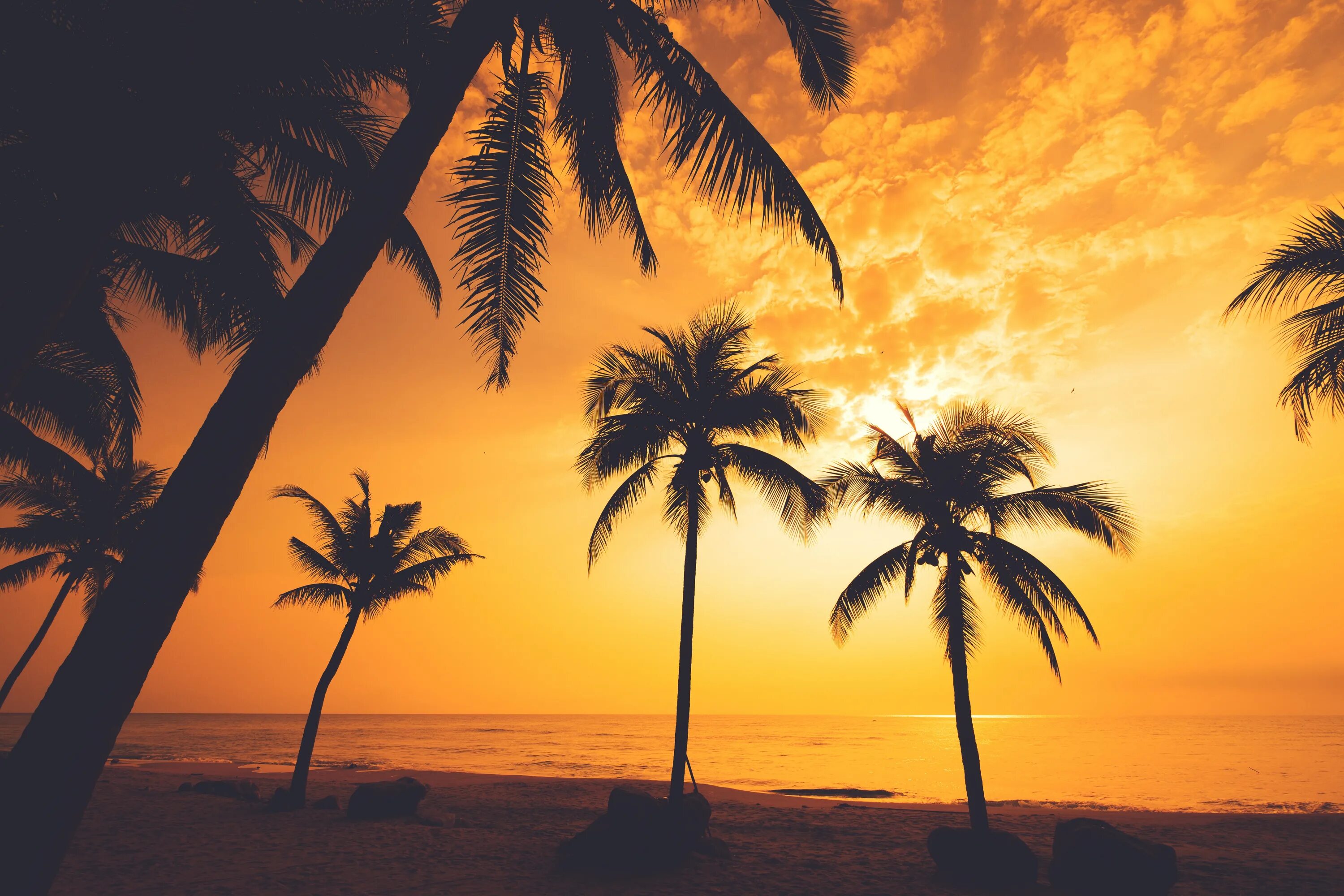 Пальмы на закате. Лето пальмы. Пляж с пальмами. Море пальмы закат.