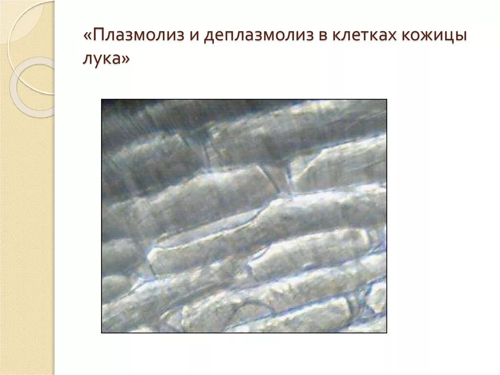 Плазмолиз и деплазмолиз лабораторная работа. Плазмолиз и деплазмолиз лабораторная работа