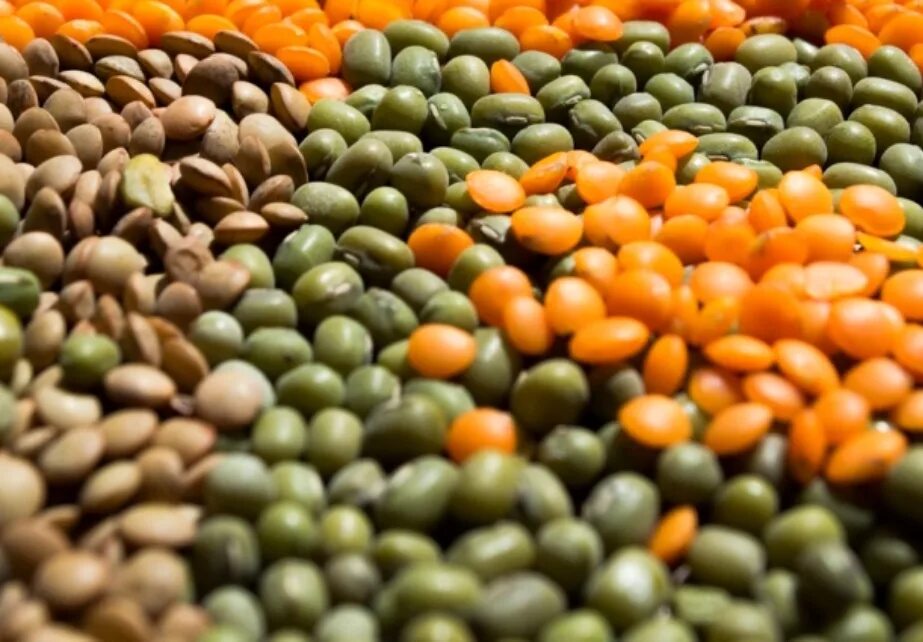 Чечевица пищевая. Чечевица красная. Чечевица крупы мистраль. Чечевица это бобовые. Какая бывает чечевица.