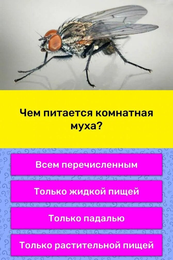 Питание двукрылых насекомых. Чем питается Муха комнатная. Почему мухи потирают лапки. Вид питания двукрылых.