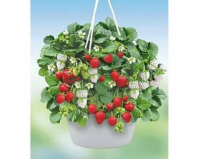 Ампельная клубника