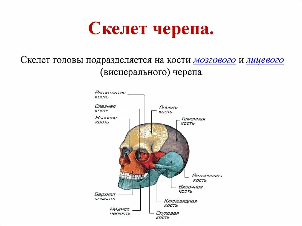 Отделы мозгового отдела черепа. Скелет головы кости мозгового. Скелет головы отделы мозговой и висцеральный. Строение костей мозгового черепа.