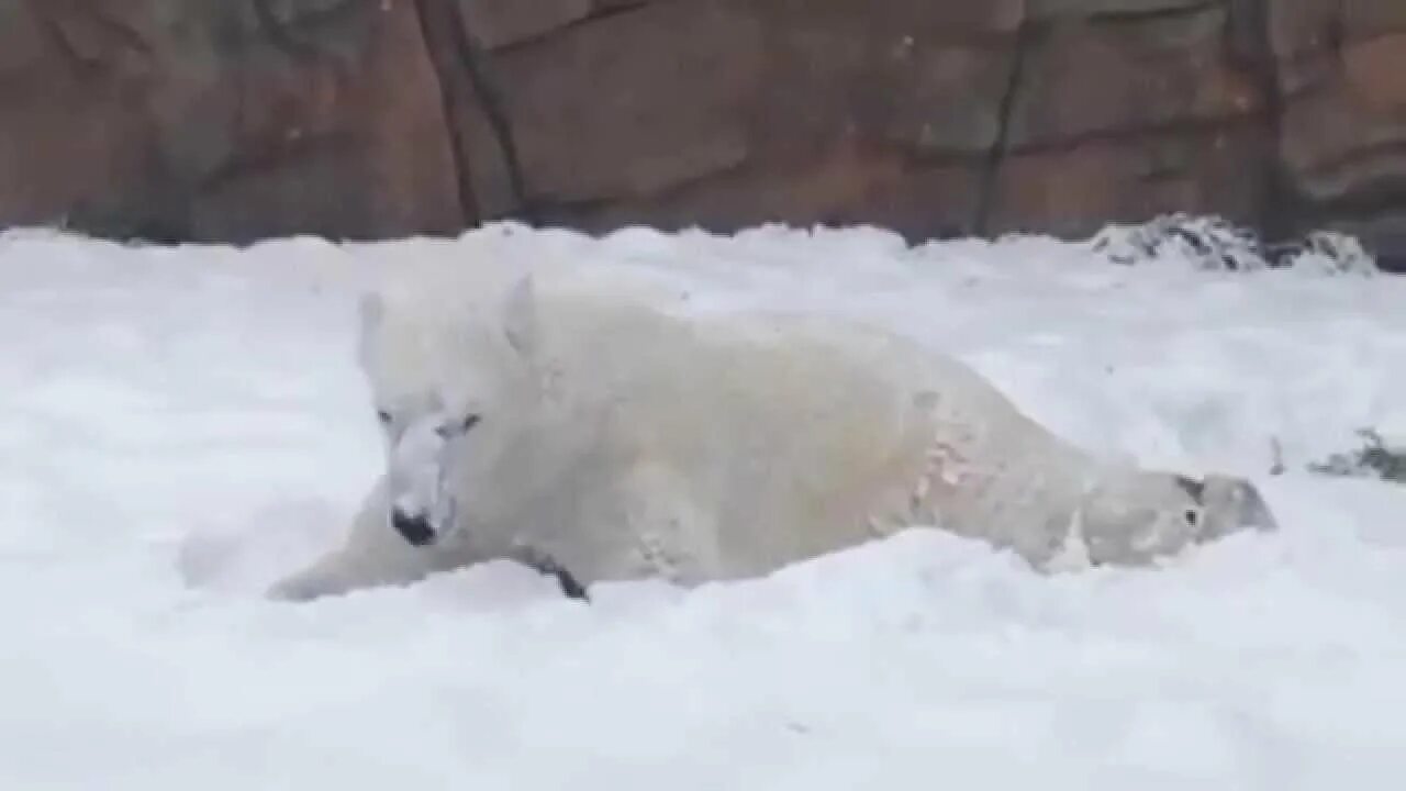 Видео про бел. Видео про бел. Видео про бел. Видео про бел. Видео про бел.