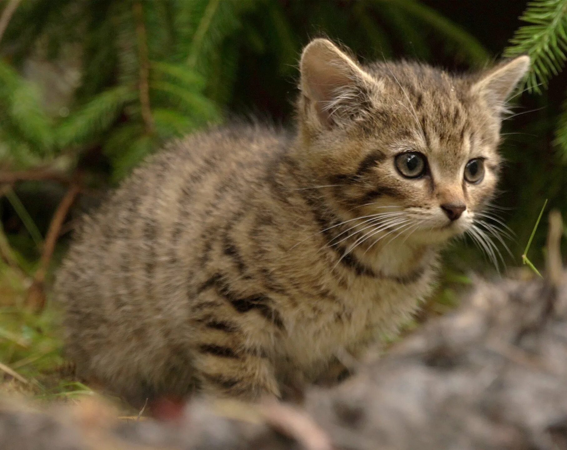 Купить лесного котенка. Европейская Дикая Лесная кошка. Шотландская Лесная кошка. Британский Лесной кот. Лесная кошка (Felis Silvestris).