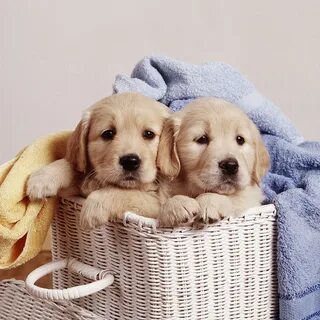 Puppy loving