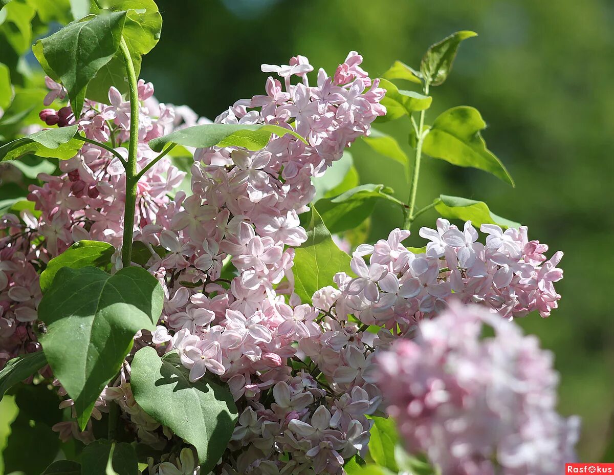 Сирень обыкновенная вечерний звон. Сирень обыкновенная syringa vulgaris медовый спас. Сирень обыкновенная вечерний звон. Сирень vechernyaya moskva. Вечерний звон сирень фото и описание сорта.