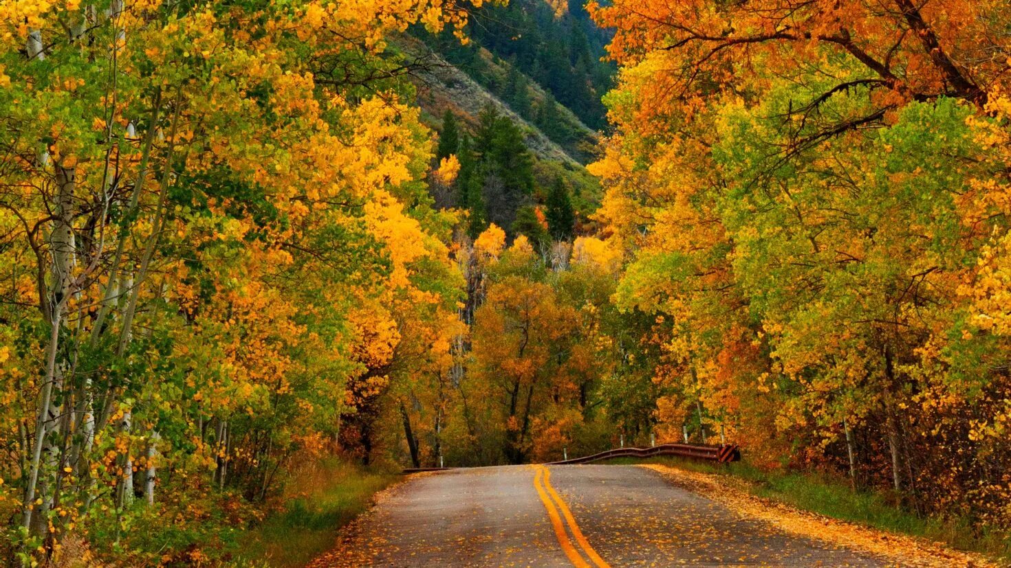 Природа осенью. Дорог осин. Дорог осин. Осенняя дорога. Природа дорога.