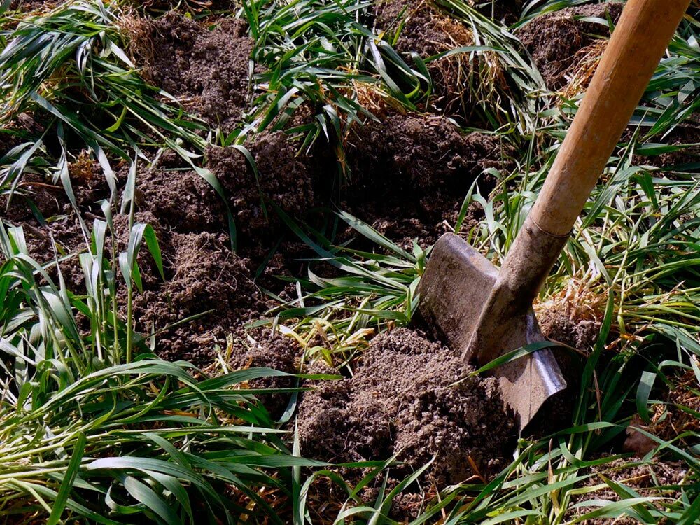 Характеристика плодородной почвы. Почва огород. Как восстановить почву. Как восстановить почву. Книги по саду и огороду.